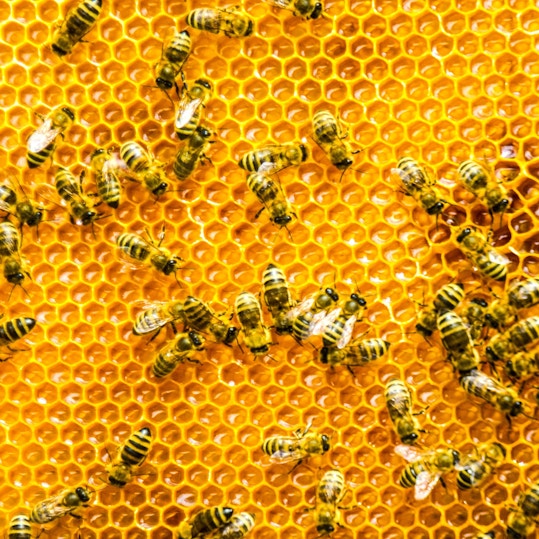Close-up of honey bees on bee hive