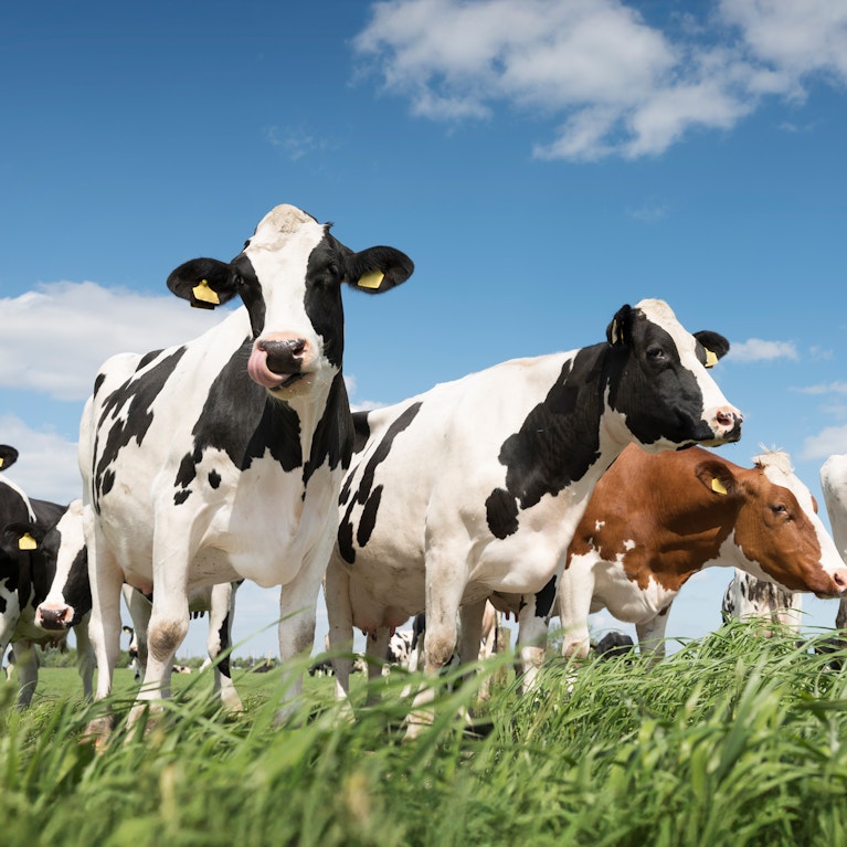 Several Swedish cows in a sunlit field